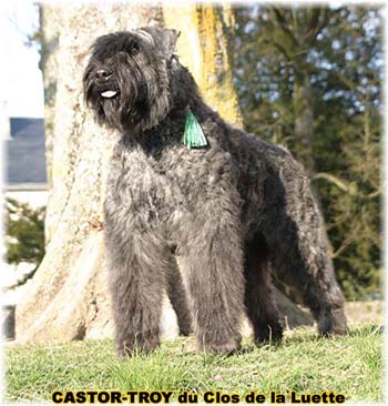 bouvier des flandres du clos de la luette - copyright déposé